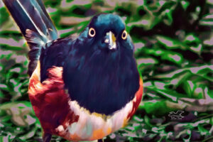 The Eastern towhee is an very beautiful bird and perfectly marked in red, white, and black.