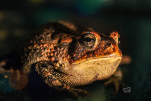 A cricket frog was caught hopping around looking for bugs and moths on a warm spring night.