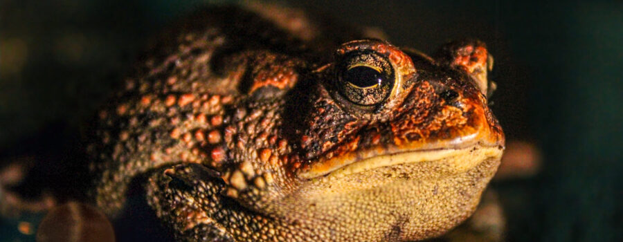 A cricket frog was caught hopping around looking for bugs and moths on a warm spring night.