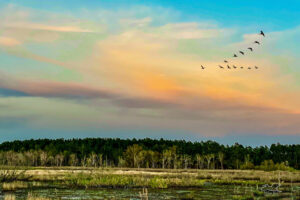 The clouds begin to color and birds head to roost as the sun starts to set of a Florida swamp.