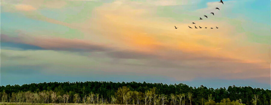 The clouds begin to color and birds head to roost as the sun starts to set of a Florida swamp.