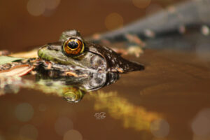 An American bullfrog basks in the sun in a warm pond.