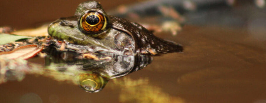 An American bullfrog basks in the sun in a warm pond.