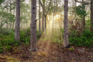 A misty morning in the Florida woods is a beautiful and peaceful time.