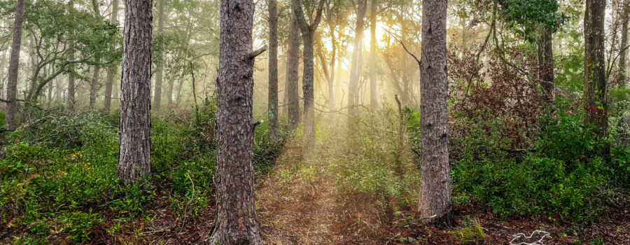 A misty morning in the Florida woods is a beautiful and peaceful time.
