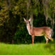 Beautiful White Tailed Deer Tend to Be Very Cautious Out in the Open