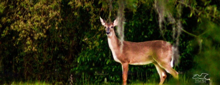 A white tail doe pauses under a Spanish moss laiden tree before she enters an open field.