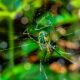 Colorful Mabel Orchard Orb Weavers Can be Great Hunters