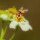 These Colorful Little Hoverflies are Also Great Pollinators