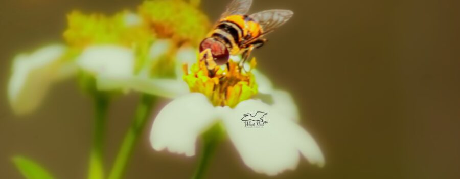 The northern plushback is a member of the hoverfly family and a very effective pollinator.