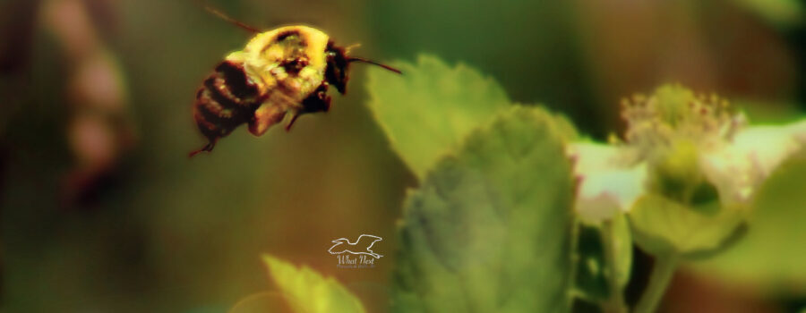 An eastern bumble bee flies from flower in search of nectar and pollinating them as it goes.