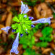Lyreleaf Sage is Another Colorful Spring Favorite