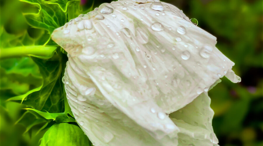 A prickly poppy flower is covered in water droplets after an earlier rain shower.