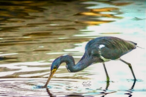 Like any other fisherman, this tricolored heron has a favorite fishing hole.