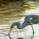 The Tricolored Heron is Beautiful, Especially in Breeding Plumage