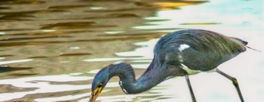 Like any other fisherman, this tricolored heron has a favorite fishing hole.