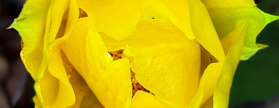 A beautiful, brilliantly gold prickly pear flower is seen from above.