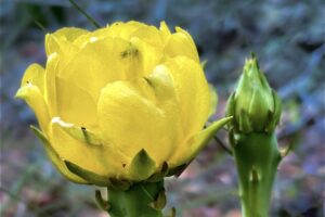 A prickly pear cactus sports a beautifully bright yellow flower and two buds.