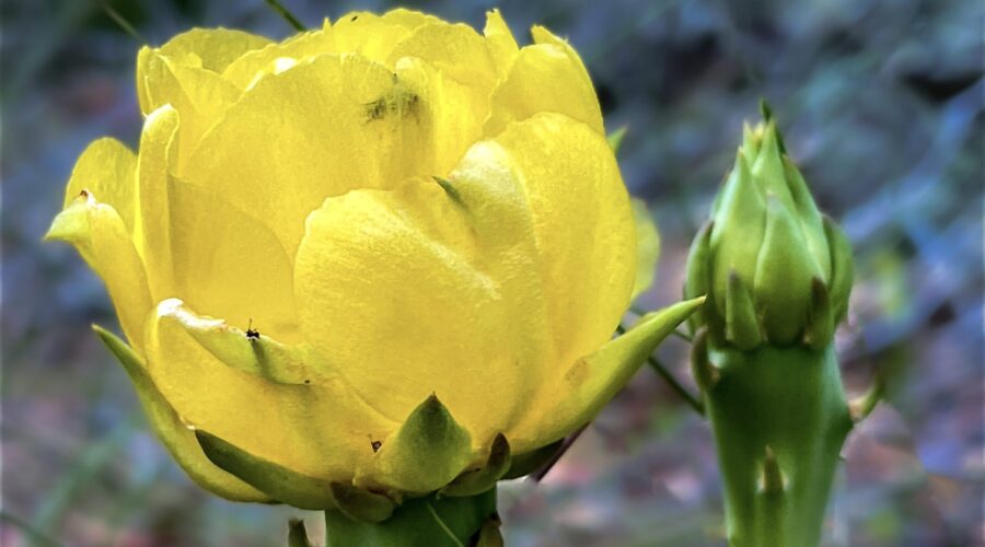 A prickly pear cactus sports a beautifully bright yellow flower and two buds.