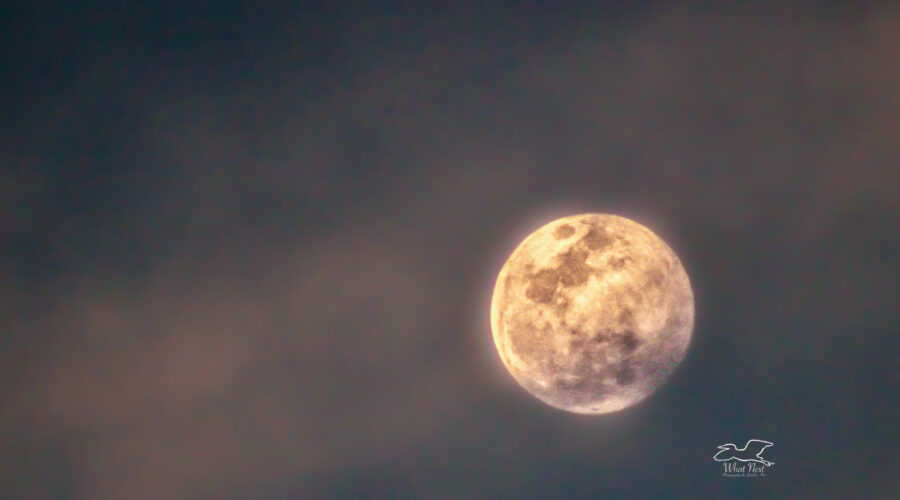 The full moon rises through light clouds in the early evening sky.