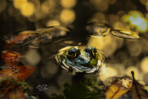 An American bullfrog floats in a pond among fallen leaves in early autumn.