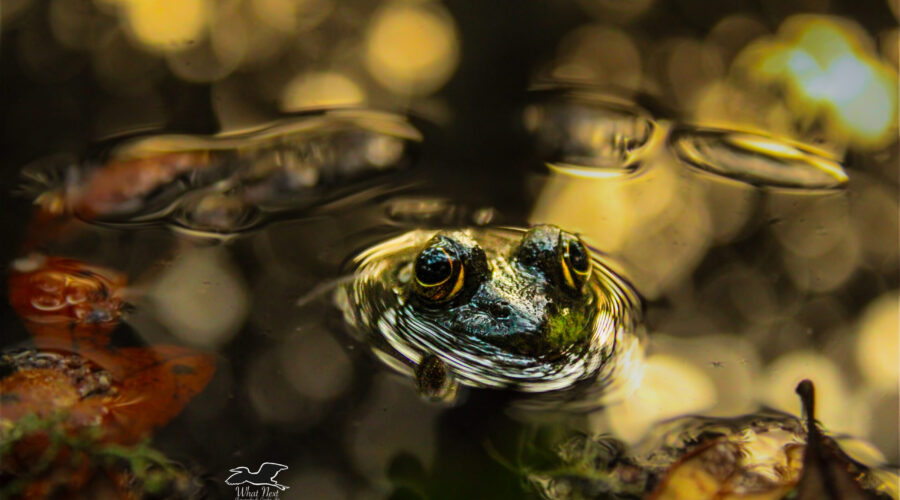 An American bullfrog floats in a pond among fallen leaves in early autumn.