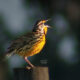 The Beautiful Eastern Meadowlark is a Great Sign of Spring