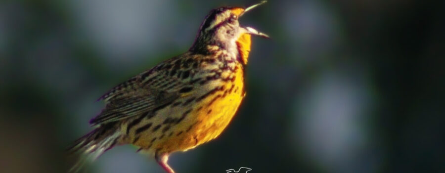 Male eastern meadowlarks like to sing from an open perch as a means of marking their territory.