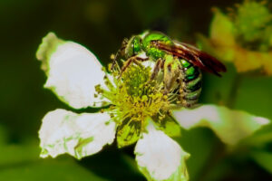 A brilliant green sweat bee collects pollen on it’s legs as it feeds on nectar.