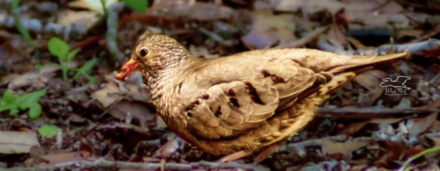 A small ground dove is in the process of eating a seed that she just found even though she is already walking to a new spot to check for more.