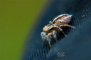 A small jumping spider makes itself comfortable on the photographer’s pants.
