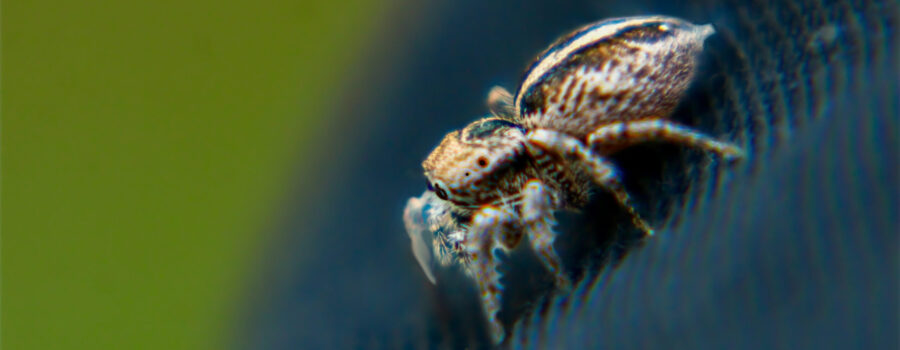 A small jumping spider makes itself comfortable on the photographer’s pants.