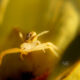 Tiny Little Crab Spiders are Powerful Hunters