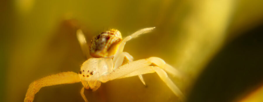 A tiny little crab spider hides inside a flower waiting for prey.