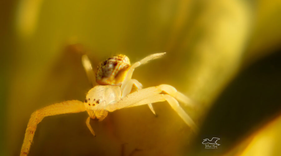 A tiny little crab spider hides inside a flower waiting for prey.
