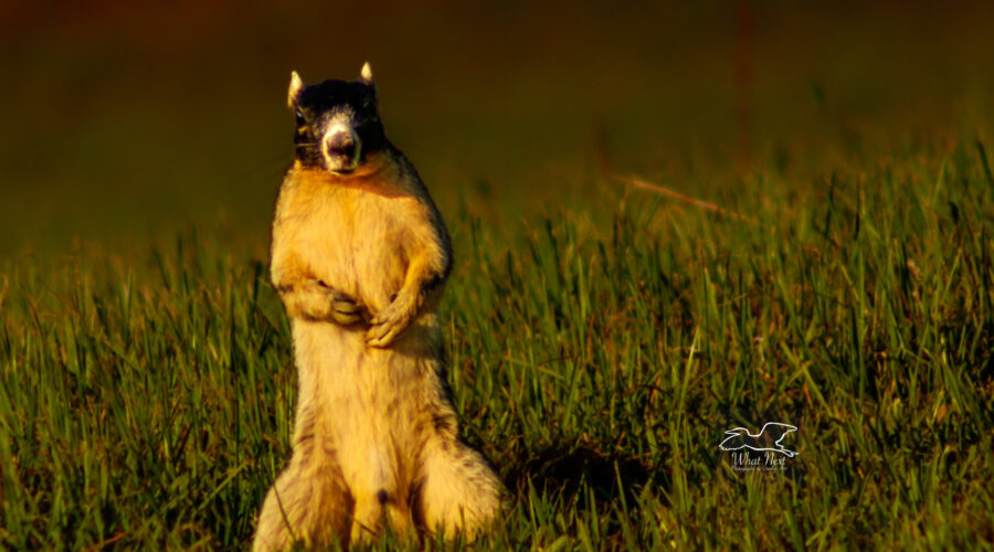 A Sherman’s fox squirrel stops to look around his environment before proceeding on his way.