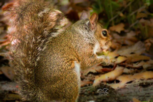 An eastern grey squirrel enjoys a green grape on a warm spring morning.
