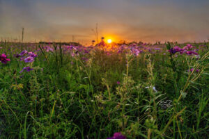 Sunset over a field of Drummond’s phlox is a beautiful sight to see.