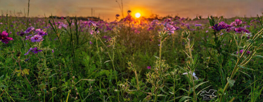 Sunset over a field of Drummond’s phlox is a beautiful sight to see.