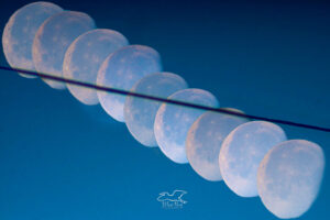 A composite photograph shows a three quarter moon as it sets below a power line in the early morning.