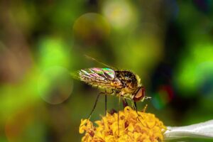 Light refraction creates a rainbow of color on the variegated wings of a bee fly.