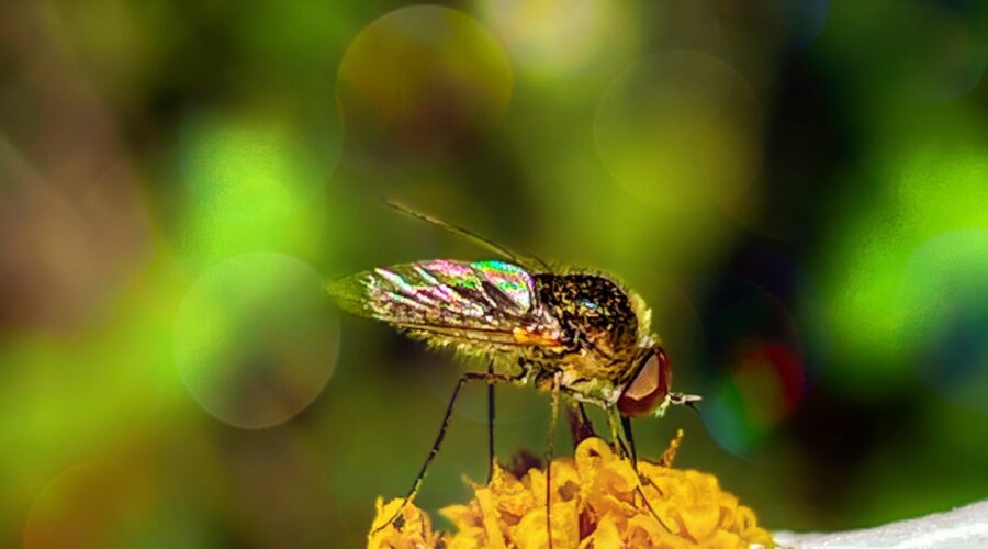 Light refraction creates a rainbow of color on the variegated wings of a bee fly.