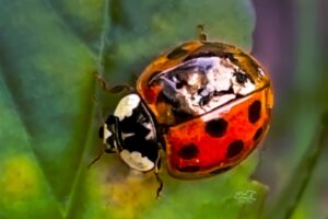 This little lady bug (lady bird) has a damaged wing coverlet, but seems otherwise undamaged.