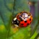 Imperfection Doesn’t Keep this Ladybeetle from being Beautiful
