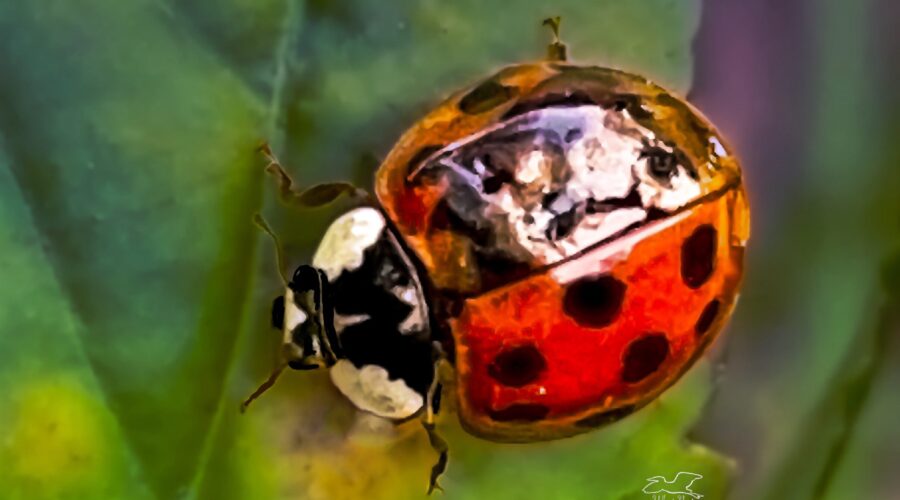 This little lady bug (lady bird) has a damaged wing coverlet, but seems otherwise undamaged.