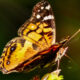 Painted Ladies are One of the Most Colorful Brushfooted Butterflies