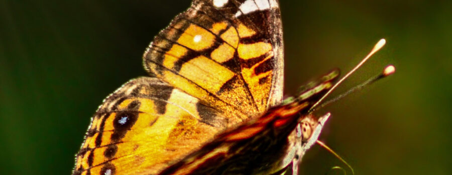 Painted lady butterflies are very colorful with numerous spots and stripes.