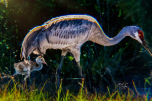 A sandhill crane and her baby colt stroll through the tall grass hunting tidbits to eat.