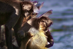 A pair of spider monkeys hang out together in a sunny spring morning.