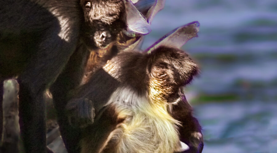 A pair of spider monkeys hang out together in a sunny spring morning.